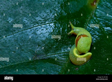 Babosa de cola larga ibycus rachelae fotografías e imágenes de alta