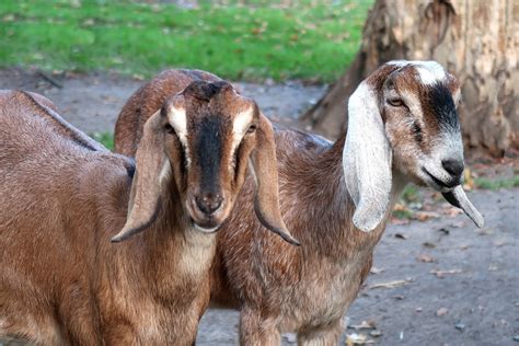 Anglo Nubier Ziege Tierpark Nadermann