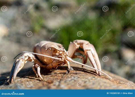 Crayfish exoskeleton stock image. Image of animal, crayfish - 193585181