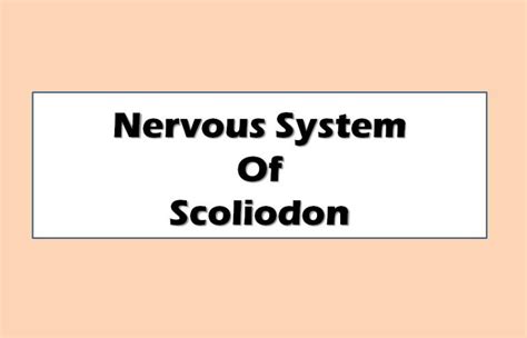 Nervous System Of Scoliodon Shark Diagram Swarborno