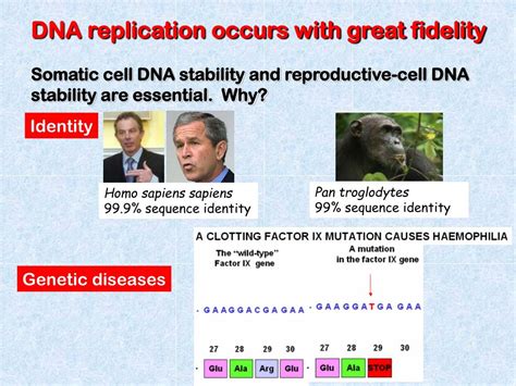 Ppt Dna Replication Powerpoint Presentation Free Download Id 6053651