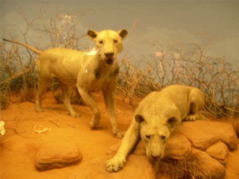 Lions of Tsavo at Museum of Natural History, Chicago