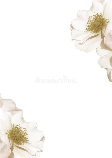 White Background with Petals Decorated Borders Stock Photo - Image of ...