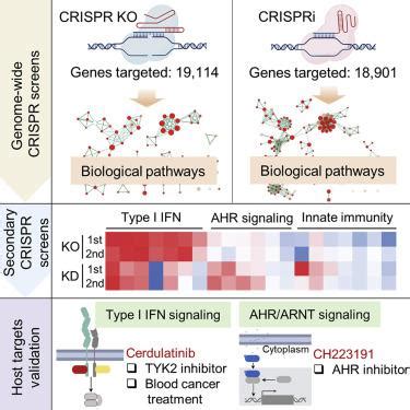 用全基因组 CRISPR 敲除和 CRISPRi 筛选阐明宿主与分枝杆菌的相互作用 Cell Systems X MOL