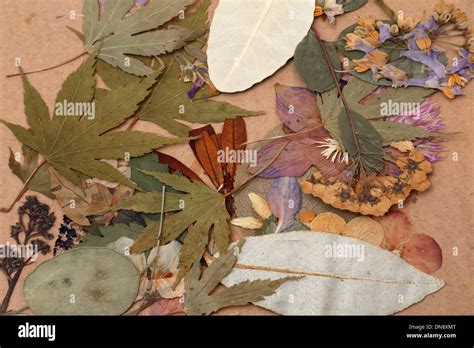 Dried Pressed Flowers Stock Photo - Alamy