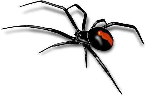 Black Widow Spider Transparent HQ PNG Download | FreePNGimg