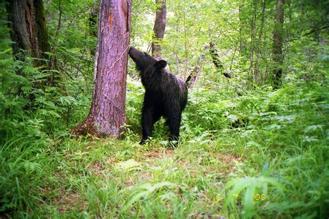 Bear Population Research Russia – Bears in Mind