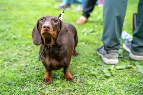 Can Dachshunds Have Green Eyes