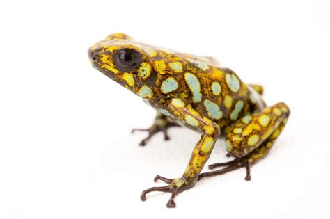 Diablito Frog Oophaga Sylvatica Joel Sartore