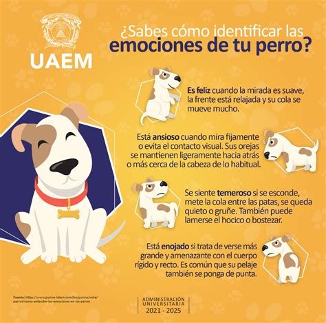 Los Perros Sienten Emociones