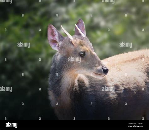 Gray Brocket Mazama Gouazoubira Hi Res Stock Photography And Images Alamy