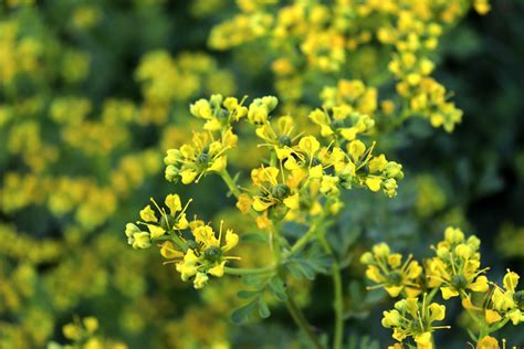 Ruta Graveolens Anwendungsgebiete Dosierung