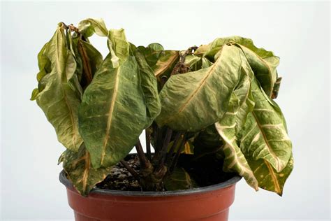 Calcium Deficiency In Plants