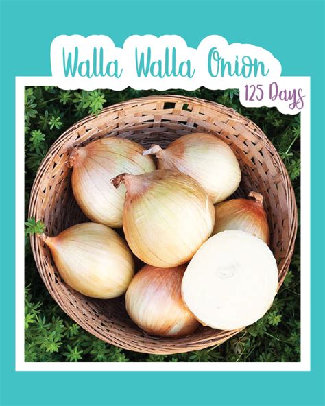 Walla Walla Onion Seed Mail Seed Mail Seed Co