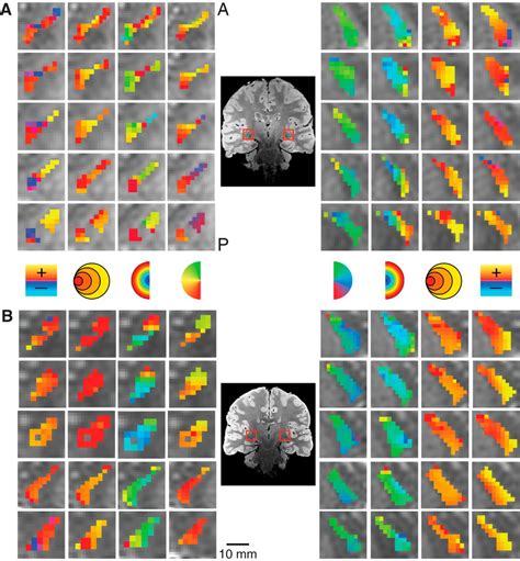 Population Receptive Field Estimation Reveals New Retinotopic Maps In