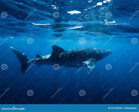 whale shark side  side stock photo image  ocean