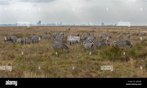 Plains zebras in Nairobi National Park in front of Nairobi Skyline ...