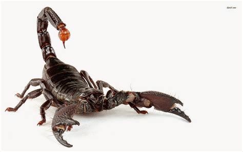 Black Scorpion Hd Wallpapers Hd Wallpapers Blog