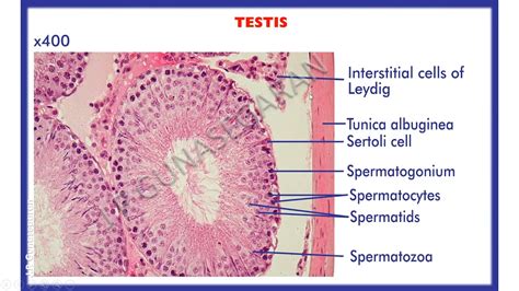 Histology Of Testis Epididymis Vas Deferens Seminal Vesicle