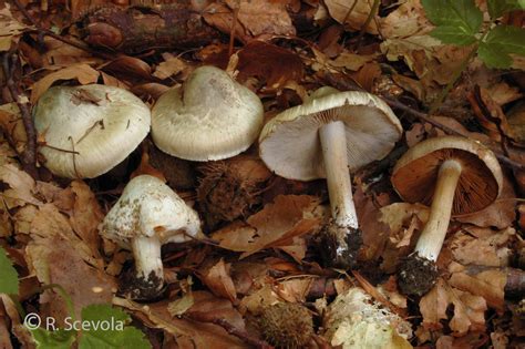 Inocybe Corydalina Benvenuti Su Gmvmonza Vittadini