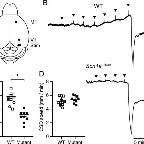 Reduced Threshold For Cortical Spreading Depolarization Csd Induced