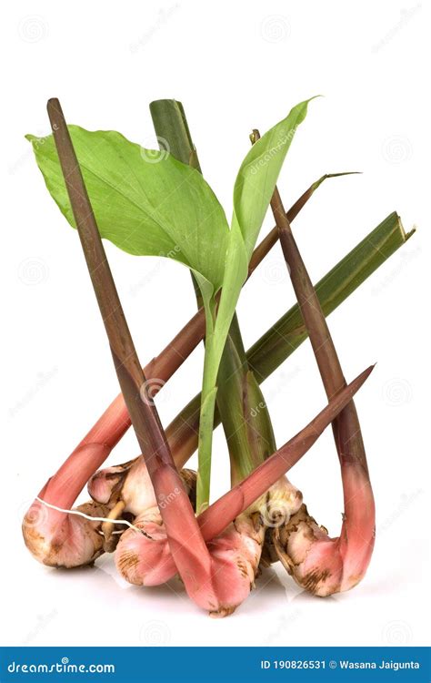 Greater Galangal,rhizome Plant Stock Photography | CartoonDealer.com ...