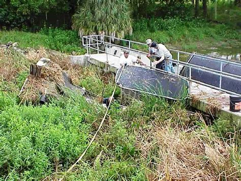 Managing Tussocks And Floating Island Plant Management In Florida Waters An Integrated