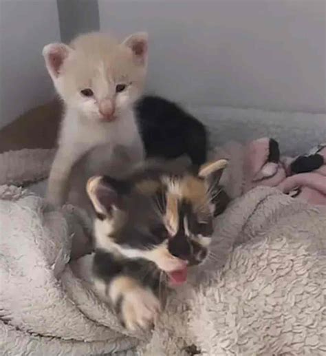 Against All Odds, the Touching Tale of a Rescuer's Fight to Save ...