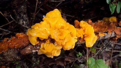 Tremella Aurantia The Ultimate Mushroom Guide