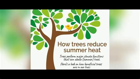 How Trees Reduce Summer Heat Here Are Some Information Youtube