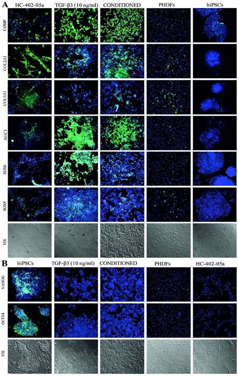 Immunofluoresence Analysis Of The Chondrocyte Like Cells Instantly