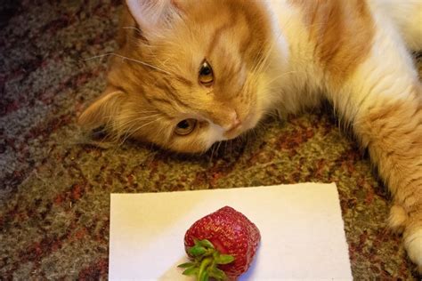 Cats Pure Adoration Of Strawberries Is Enough To Make Anyone Melt Flipboard