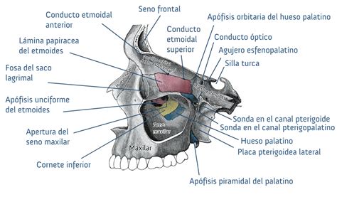 Huesos Maxilares Conjunto De Fichas