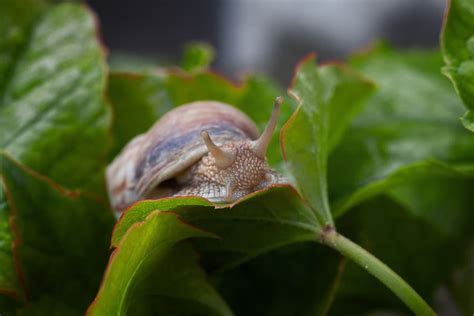 Best Ways To Prevent Pesky Slugs And Snails In Your Garden Plants