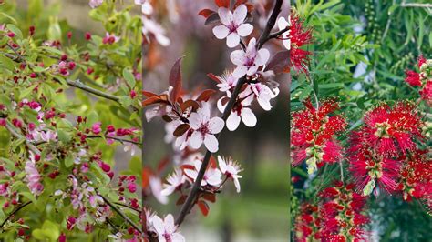 Best fast-growing flowering trees: 10 beautiful ideas | Homes & Gardens