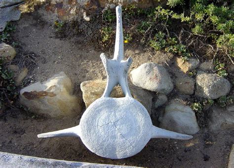 Whale Vertebra Pics4learning