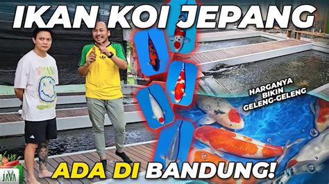 GREBEK BALI NIPPON KOI IKAN KOI RATUSAN JUTA ADA DIBANDUNG YouTube