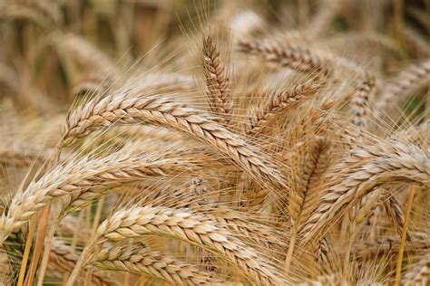 How To Harvest Wheat By Hand — Farm And Animals