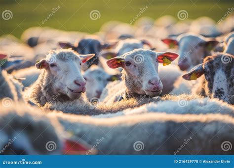 Sheeps In A Meadow On Green Grass At Sunset Portrait Of Sheep Flock