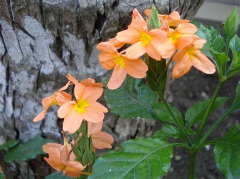 Kanakambaram Flower | Kanakambaram Flower... Type of Flower.… | Flickr