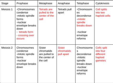 Meiosis Flashcards Quizlet