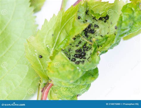 Eggs Of Myzus Persicae Known As The Green Peach Aphid Or The Peach