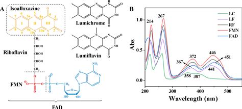 Pdf Surface Enhanced Raman Spectroscopic Analysis Of Flavoenzyme