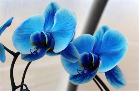 Blue Orchid Meaning » clickservicenow