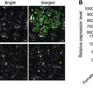 Spatial Expression Pattern Of ZmbZIP107 A Subcellular Localization