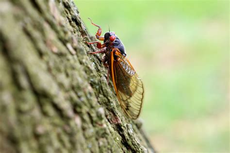 These Two Cicada Broods Will Emerge Together For The First Time Since