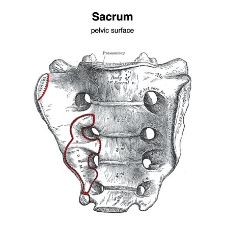 Sacrum Nerve Anatomy