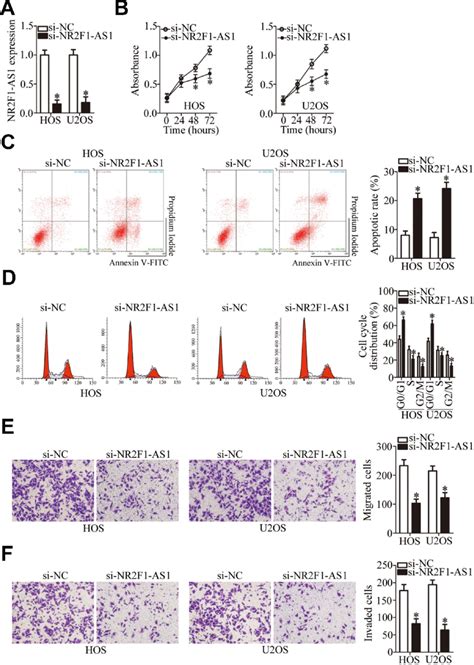 Nr F As Silencing Inhibits The Proliferation Migration And