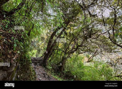 Stone Footpath In Green Tropical Jungle Rainforest In Nepal Himalaya