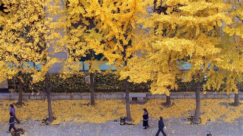 South Korea Seoul Grapples With Smelly Gingko Problem Bbc News